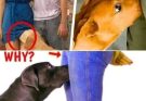 Why Does Your Dog Sniff Your Crotch? Here’s What It Really Means…